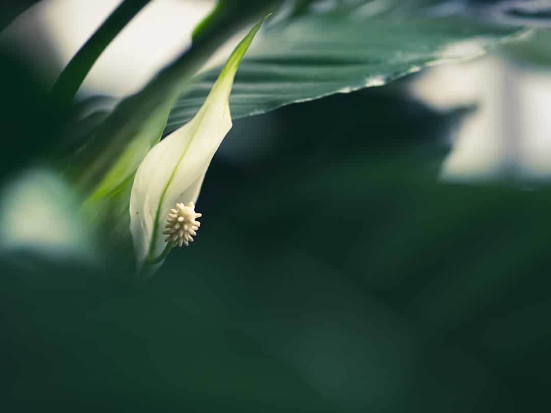 Photo Peace lily