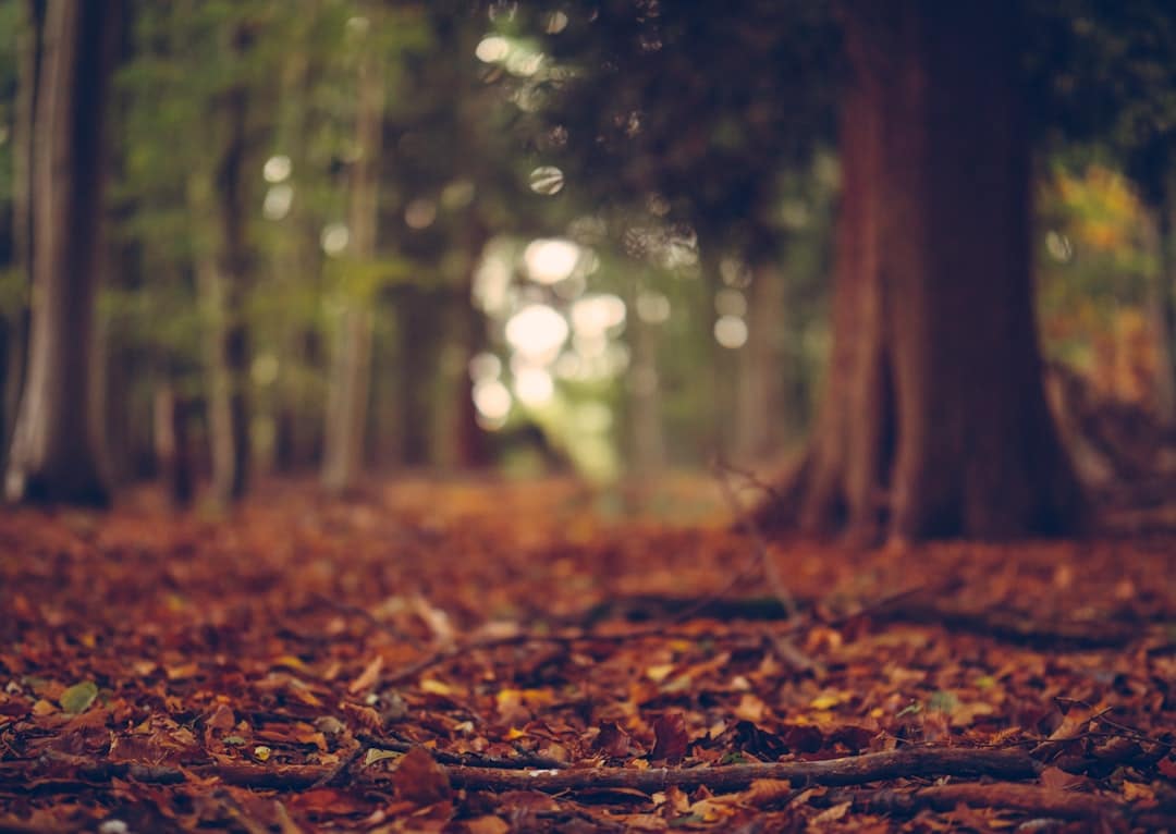 Photo Natural Wood