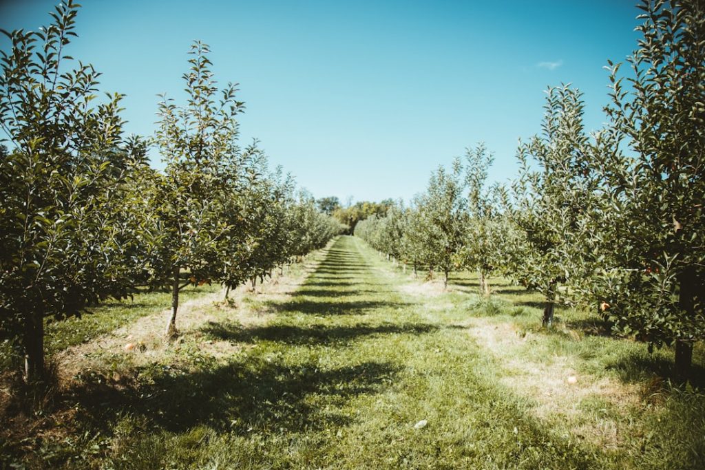 Photo Fruit trees