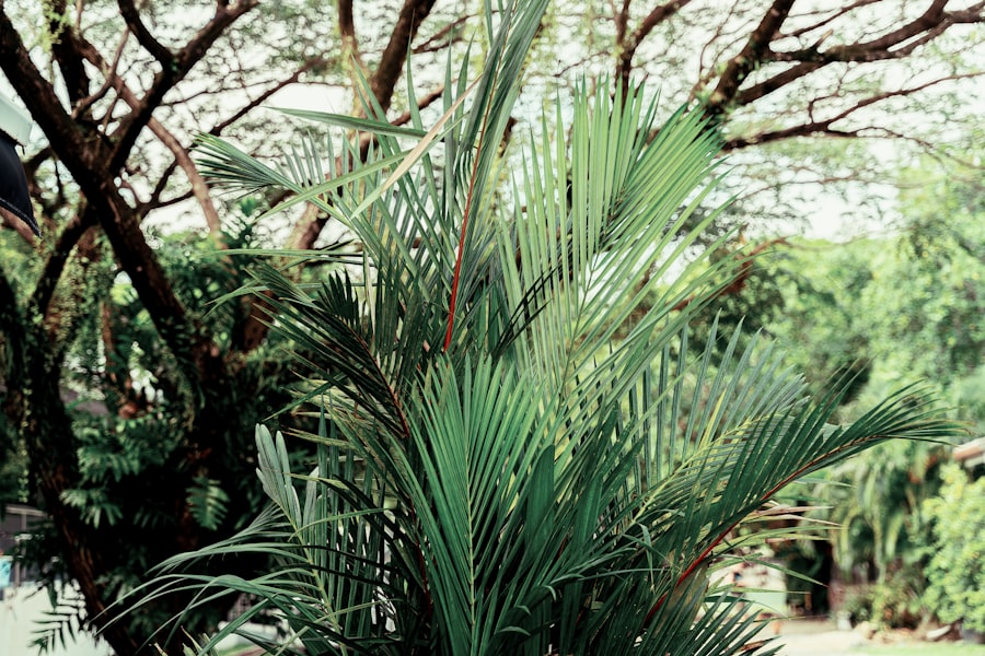 Shade-tolerant plants