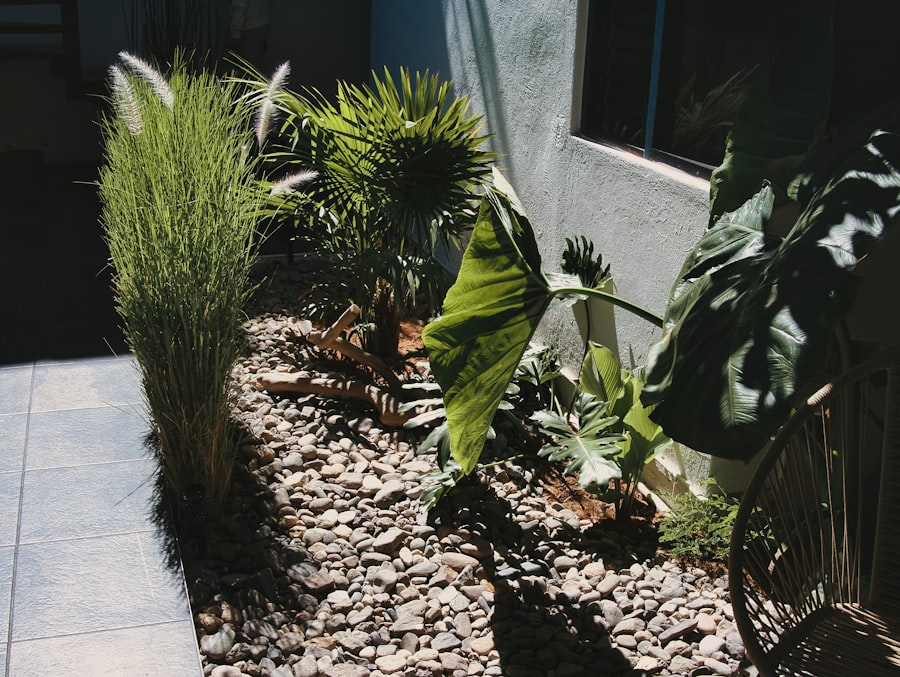 Photo Shade-tolerant plants