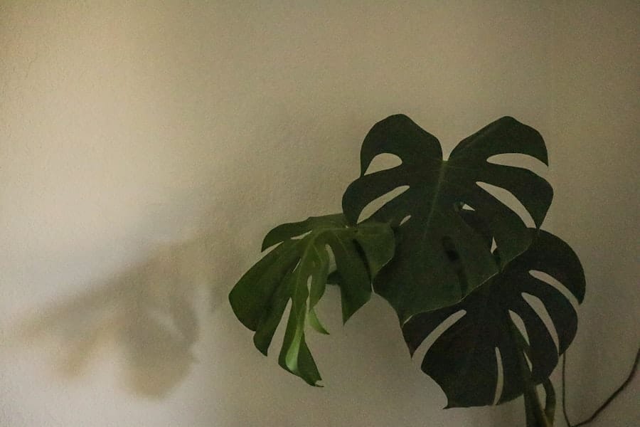 Kamerplanten
